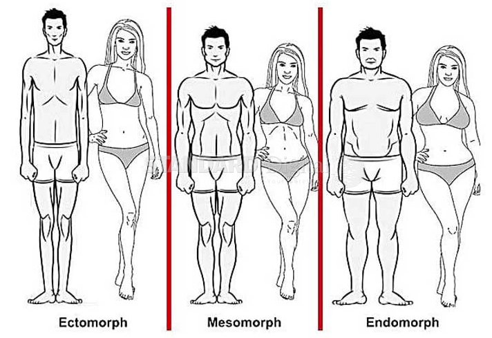 Ectomorph, Mesomorph, Endomorph Female - Small, Medium, Large Body